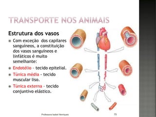 Estrutura dos vasos
 Com exceção dos capilares
sanguíneos, a constituição
dos vasos sanguíneos e
linfáticos é muito
semelhante:
 Endotélio – tecido epitelial.
 Túnica média - tecido
muscular liso.
 Túnica externa – tecido
conjuntivo elástico.
75Professora Isabel Henriques
 