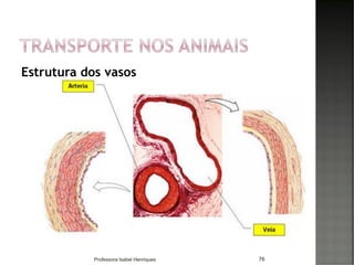 Estrutura dos vasos
76Professora Isabel Henriques
 