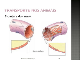 Estrutura dos vasos
77Professora Isabel Henriques
 