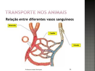 Relação entre diferentes vasos sanguíneos
78Professora Isabel Henriques
 