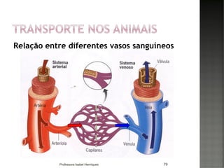 Relação entre diferentes vasos sanguíneos
79Professora Isabel Henriques
 