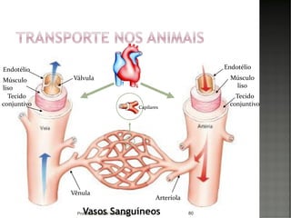 80
EndotélioEndotélio
Músculo
liso
Músculo
liso
Tecido
conjuntivo
Tecido
conjuntivo
Válvula
Vênula
Arteríola
Capilares
Vasos SanguíneosProfessora Isabel Henriques
 