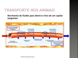 Movimento de fluidos para dentro e fora de um capilar
sanguíneo
Professora Isabel Henriques
 