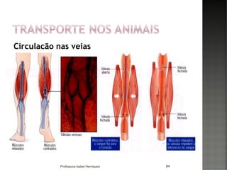 Circulação nas veias
84Professora Isabel Henriques
 