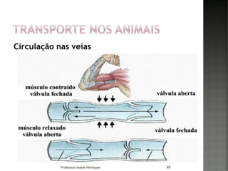 Circulação nas veias
85Professora Isabel Henriques
 