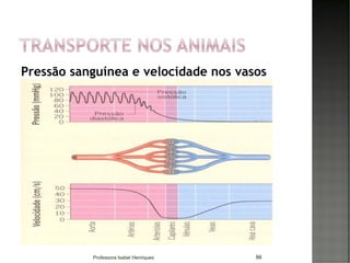 Pressão sanguínea e velocidade nos vasos
86Professora Isabel Henriques
 