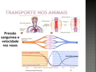 Pressão
sanguínea e
velocidade
nos vasos
87Professora Isabel Henriques
 