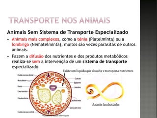 Animais Sem Sistema de Transporte Especializado
 Animais mais complexos, como a ténia (Platelminta) ou a
lombriga (Nematelminta), muitos são vezes parasitas de outros
animais.
 Fazem a difusão dos nutrientes e dos produtos metabólicos
realiza-se sem a intervenção de um sistema de transporte
especializado.
9
Existe um líquido que dissolve e transporta nutrientes
Ascaris lumbricoides
Professora Isabel Henriques
 