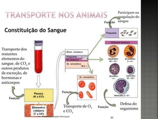 Constituição do Sangue
90
Transporte dos
restantes
elementos do
sangue, de CO2 e
outros produtos
de excreção, de
hormonas e
anticorpos
Função
Transporte de O2
e CO2
Função
Participam na
coagulação do
sangueFunção
Defesa do
organismoFunção
Professora Isabel Henriques
 