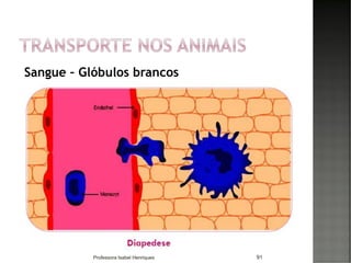 Sangue – Glóbulos brancos
91Professora Isabel Henriques
 