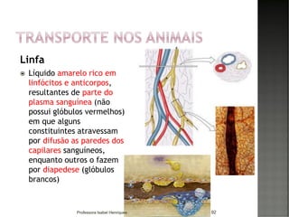 Linfa
 Líquido amarelo rico em
linfócitos e anticorpos,
resultantes de parte do
plasma sanguínea (não
possui glóbulos vermelhos)
em que alguns
constituintes atravessam
por difusão as paredes dos
capilares sanguíneos,
enquanto outros o fazem
por diapedese (glóbulos
brancos)
92Professora Isabel Henriques
 
