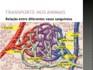 Relação entre diferentes vasos sanguíneos
93Professora Isabel Henriques
 