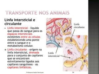 Linfa intersticial e
circulante
 Linfa intersticial – líquido
que passa do sangue para os
espaços intersticiais
existentes entre as células
estabelecendo uma ponte
entre o sangue e o
metabolismo celular.
 Linfa circulante – origem na
linfa intersticial, drenada
para o conjunto de capilares
que se encontram
estreitamente ligados aos
capilares sanguíneos – os
capilares linfáticos.
94
Linfa
intersticial
Linfa
circulante
Professora Isabel Henriques
 