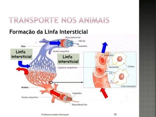 Formação da Linfa Intersticial
95
Linfa
intersticial Linfa
intersticial
Professora Isabel Henriques
 