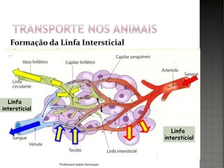 Linfa
intersticial
Linfa
intersticial
Formação da Linfa Intersticial
Professora Isabel Henriques
 