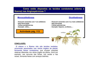 Como estão dispostos os tecidos condutores (xilema e
floema) nas Angiospérmicas ?
Monocotiledóneas Dicotiledóneas
- Possuem sementes com 1 só cotilédone
- Raiz fasciculada
- Folhas paralelinérvias
- Exemplo: milho,…
- Possuem sementes com 2 ou mais cotilédones
- Raiz aprumada
- Folhas palminérvias
- Exemplo: feijoeiro, ervilheira,…
Actividade pág. 113
CONCLUSÃO:
O xilema e o floema não são tecidos isolados,
ocorrendo associados nos vários órgãos da planta,
formando feixes condutores, que ocupam posições
relativas diferentes nos vários órgãos da planta, como por
exemplo, nas nervuras das folhas, nos caules e nas
raízes, formando feixes com arranjos distintos.
 
