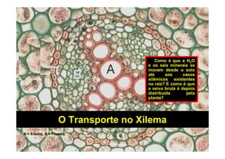 O Transporte no Xilema
A = Xilema, B = Floema.
Como é que a H2O
e os sais minerais se
movem desde o solo
até aos vasos
xilémicos existentes
na raiz? E como é que
a seiva bruta é depois
distribuída pela
planta?
 