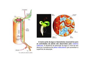 A maior parte da água e iões/solutos necessários para
as actividades da planta são absorvidos pelo sistema
radicular. A eficiência da absorção da água a nível da raíz
deve-se à existência de pêlos radiculares que aumentam a
superfície de absorção.
 