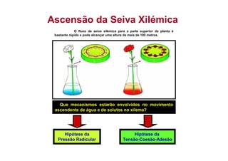 Hipótese da
Pressão Radicular
Hipótese da
Tensão-Coesão-Adesão
Ascensão da Seiva Xilémica
Que mecanismos estarão envolvidos no movimento
ascendente de água e de solutos no xilema?
O fluxo de seiva xilémica para a parte superior da planta é
bastante rápido e pode alcançar uma altura de mais de 100 metros.
 