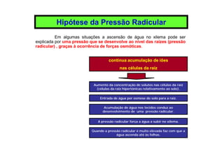 Em algumas situações a ascensão de água no xilema pode ser
explicada por uma pressão que se desenvolve ao nível das raízes (pressão
radicular) , graças à ocorrência de forças osmóticas.
Hipótese da Pressão Radicular
Aumento da concentração de solutos nas células da raíz
(células da raiz hipertónicas relativamente ao solo).
Entrada de água por osmose do solo para a raíz.
Acumulação de água nos tecidos conduz ao
desenvolvimento de uma pressão radicular.
A pressão radicular força a água a subir no xilema.
Quando a pressão radicular é muito elevada faz com que a
água ascenda até às folhas.
contínua acumulação de iões
nas células da raíz
 