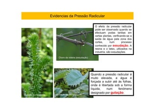 Evidencias da Pressão Radicular
Quando a pressão radicular é
muito elevada, a água é
forçada a subir até às folhas,
onde é libertada sob a forma
líquida, num fenómeno
designado por gutação.
Gutação no morangueiro
O efeito da pressão radicular
pode ser observado quando se
efectuam podas tardias em
certas plantas, verificando-se a
saída de água pela zona dos
cortes, num processo
conhecido por exsudação. A
resina e o latex, utilizados na
industria, são exsudações.
Choro da videira (exsudação)
Gutação numa planta
 