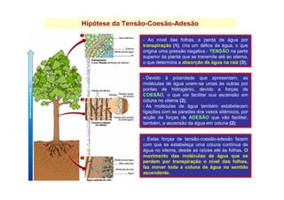 Hipótese da Tensão-Coesão-Adesão
- Devido à polaridade que apresentam, as
moléculas de água unem-se umas às outras por
pontes de hidrogénio, devido a forças de
COESÃO, o que vai facilitar sua ascensão em
coluna no xilema (2);
- As moléculas de água também estabelecem
ligações com as paredes dos vasos xilémicos, por
acção de forças de ADESÃO que vão facilitar,
também, a ascensão da água em coluna (2);
- Ao nível das folhas, a perda de água por
transpiração (1), cria um défice de água, o que
origina uma pressão negativa - TENSÃO na parte
superior da planta que se transmite até ao xilema,
o que determina a absorção de água na raiz (3);
- Estas forças de tensão-coesão-adesão fazem
com que se estabeleça uma coluna contínua de
água no xilema, desde as raízes até às folhas. O
movimento das moléculas de água que se
perdem por transpiração o nível das folhas,
faz mover toda a coluna de água no sentido
ascendente.
 