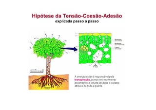 Hipótese da Tensão-Coesão-Adesão
explicada passo a passo
 