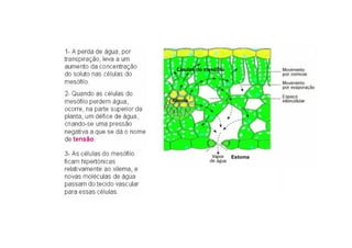 Células do mesófilo
Xilema
Estoma
 