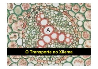 O Transporte no Xilema
A = Xilema, B = Floema.
 