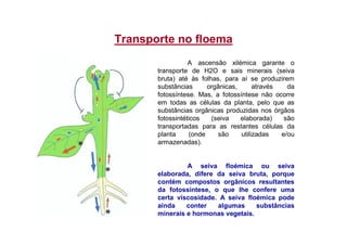 Transporte no floema
A ascensão xilémica garante o
transporte de H2O e sais minerais (seiva
bruta) até às folhas, para aí se produzirem
substâncias orgânicas, através da
fotossíntese. Mas, a fotossíntese não ocorre
em todas as células da planta, pelo que as
substâncias orgânicas produzidas nos órgãos
fotossintéticos (seiva elaborada) são
transportadas para as restantes células da
planta (onde são utilizadas e/ou
armazenadas).
A seiva floémica ou seiva
elaborada, difere da seiva bruta, porque
contém compostos orgânicos resultantes
da fotossíntese, o que lhe confere uma
certa viscosidade. A seiva floémica pode
ainda conter algumas substâncias
minerais e hormonas vegetais.
 