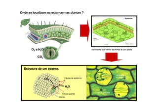 Onde se localizam os estomas nas plantas ?
Estrutura de um estoma:
Ostíolo
H2O
CO2
Estomas na face inferior das folhas de uma plantaO2 e H2O
CO2
Epiderme
Células guarda
Células da epiderme
 