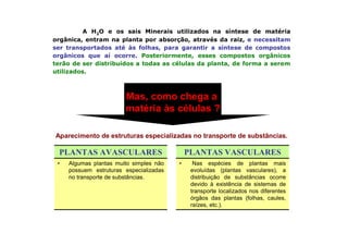 A H2O e os sais Minerais utilizados na síntese de matéria
orgânica, entram na planta por absorção, através da raiz, e necessitam
ser transportados até às folhas, para garantir a síntese de compostos
orgânicos que aí ocorre. Posteriormente, esses compostos orgânicos
terão de ser distribuídos a todas as células da planta, de forma a serem
utilizados.
Aparecimento de estruturas especializadas no transporte de substâncias.
• Nas espécies de plantas mais
evoluídas (plantas vasculares), a
distribuição de substâncias ocorre
devido à existência de sistemas de
transporte localizados nos diferentes
órgãos das plantas (folhas, caules,
raízes, etc.).
• Algumas plantas muito simples não
possuem estruturas especializadas
no transporte de substâncias.
PLANTAS VASCULARESPLANTAS AVASCULARES
Mas, como chega a
matéria às células ?
 