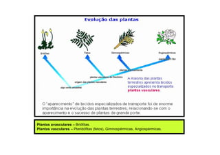 Plantas avasculares – Briófitas.
Plantas vasculares – Pteridófitas (fetos), Gimnospérmicas, Angiospérmicas.
 
