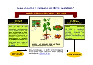 ATRAVÉS DE UM SISTEMA DE VASOS CONDUTORES
XILEMA
(tecido traqueano ou lenho)
O xilema e o floema são tecidos complexos,
formados por diferentes tipos de células
especializadas em funções específicas.
cerca de 99% da água
absorvida pelas raízes é
perdida sob a forma de vapor
através das folhas. Porém, esta
água, é substituída por outra,
transportada, juntamente com
sais minerais, através de um
sistema contínuo de vasos
especializados no transporte
de água e de sais minerais, que
se estende desde as raíz,
passa pelos caules e chega até
ás folhas, e que se denomina
de Xilema.
tecidos condutores
especializados no transporte
de água e substâncias
orgânicas (por exemplo:
sacarose) resultantes da
fotossíntese, e que se
deslocam, essencialmente, das
folhas para os outros órgãos
das plantas.
O movimento de água e de solutos no interior da planta
através destes tecidos condutores (xilema e floema)
denomina-se de TRANSLOCAÇÃO.
Como se efectua o transporte nas plantas vasculares ?
FLOEMA
(tecido crivoso ou líber)
Seiva Bruta Seiva Elaborada
 