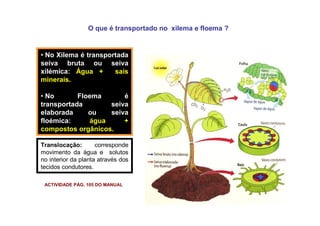 O que é transportado no xilema e floema ?
• No Xilema é transportada
seiva bruta ou seiva
xilémica: Água + sais
minerais.
• No Floema é
transportada seiva
elaborada ou seiva
floémica: água +
compostos orgânicos.
Translocação: corresponde
movimento da água e solutos
no interior da planta através dos
tecidos condutores.
ACTIVIDADE PÁG. 105 DO MANUAL
 