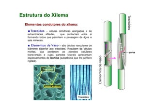 Tracoídes – células cilíndricas alongadas e de
extremidades afiladas, que contactam entre si
formando tubos que permitem a passagem de água e
sais minerais.
Elementos de Vaso – são células vasculares de
diâmetro superior aos tracoídes. Resultam de células
mortas, que perderam as paredes celulares
transversais e cujas paredes laterais apresentam
espessamentos de lenhina (substância que lhe confere
rigidez).
Estrutura do Xilema
Elementos condutores do xilema:
Tracoídes
Elementosdevaso
Tracoídes
Tracoídes
poros
 