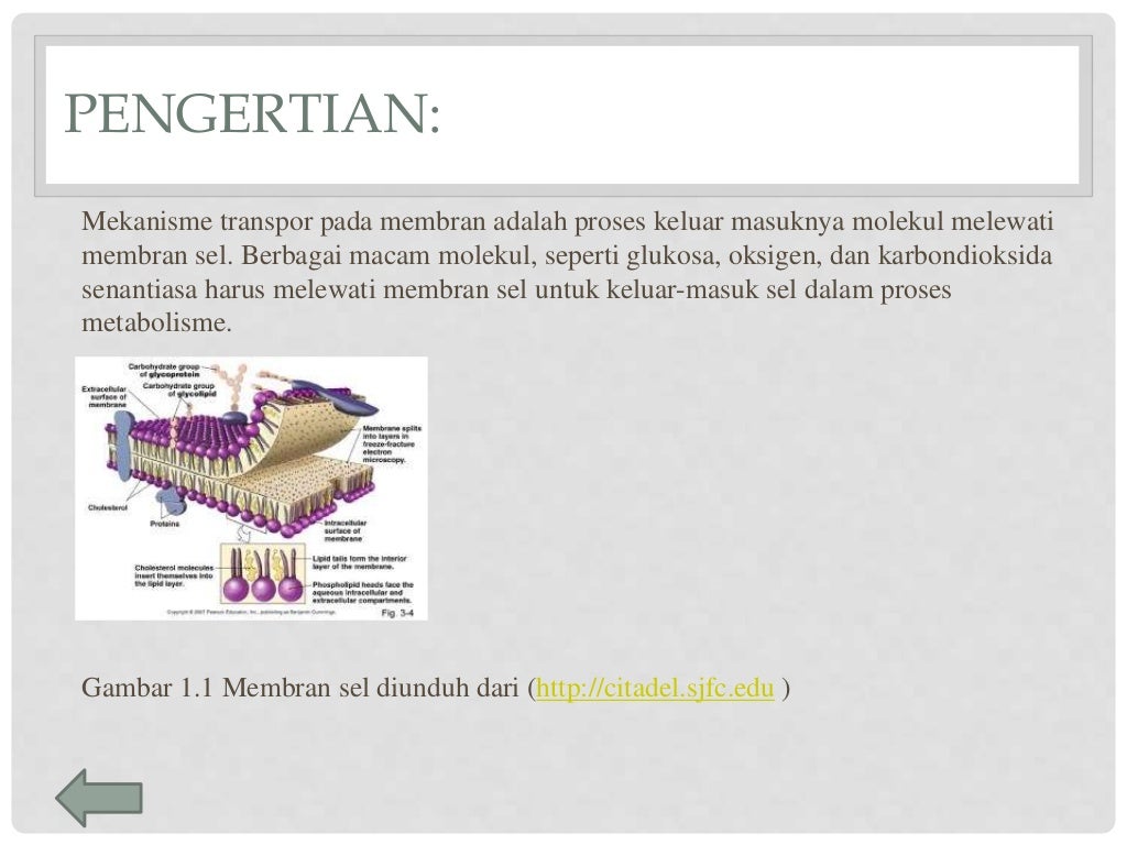 Transport Membran
