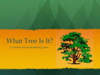 What Tree Is It?     A Tutorial About Identifying Trees 