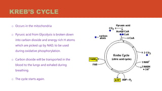 KREB’S CYCLE
o Occurs in the mitochondria
o Pyruvic acid from Glycolysis is broken down
into carbon dioxide and energy rich H atoms
which are picked up by NAD, to be used
during oxidative phosphorylation.
o Carbon dioxide will be transported in the
blood to the lungs and exhaled during
breathing.
o The cycle starts again.
 