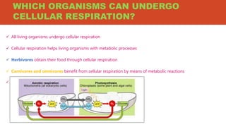 WHICH ORGANISMS CAN UNDERGO
CELLULAR RESPIRATION?
 All living organisms undergo cellular respiration
 Cellular respiration helps living organisms with metabolic processes
 Herbivores obtain their food through cellular respiration
 Carnivores and omnivores benefit from cellular respiration by means of metabolic reactions
 Cellular respiration is directly linked to photosynthesis.
 