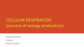 CELLULAR RESPIRATION
(process of energy production)
SIPHESIHLE MASEMOLA
216053035
TST0B3: RE-PURPOSE
 