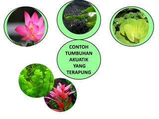 CONTOH
TUMBUHAN
AKUATIK
YANG
TERAPUNG
 