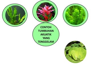 CONTOH
TUMBUHAN
AKUATIK
YANG
TENGGELAM
 