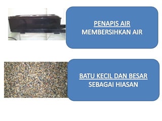 Tumbuhan akuatik Kemahiran Hidup Tahun 5
