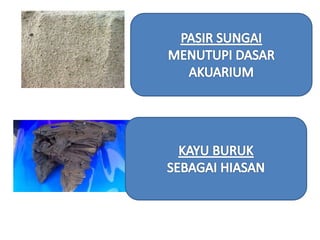 Tumbuhan akuatik Kemahiran Hidup Tahun 5