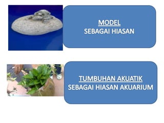 Tumbuhan akuatik Kemahiran Hidup Tahun 5