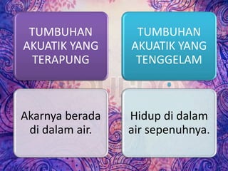 TUMBUHAN
AKUATIK YANG
TERAPUNG
Akarnya berada
di dalam air.
TUMBUHAN
AKUATIK YANG
TENGGELAM
Hidup di dalam
air sepenuhnya.
 