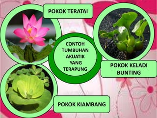 CONTOH
TUMBUHAN
AKUATIK
YANG
TERAPUNG
POKOK KELADI
BUNTING
POKOK TERATAI
POKOK KIAMBANG
 