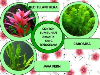 CONTOH
TUMBUHAN
AKUATIK
YANG
TENGGELAM CABOMBA
RED TELANTHERA
JAVA FERN
 