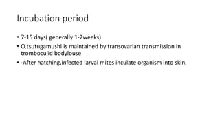 Incubation period
• 7-15 days( generally 1-2weeks)
• O.tsutugamushi is maintained by transovarian transmission in
tromboculid bodylouse
• -After hatching,infected larval mites inculate organism into skin.
 